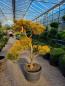 Preview: Gartenbonsai Pinus mugo Carstens